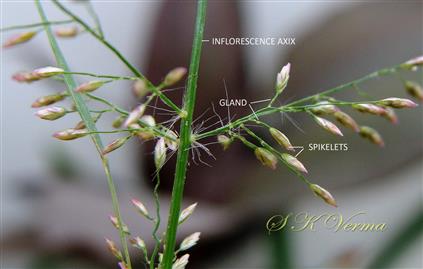  Inflorescence (a part) - branch bases bearded and spikelet pedicels with gland